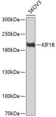 Western Blot: KIF1B AntibodyBSA Free [NBP3-04732]