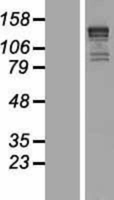 Western Blot: KIF1B Overexpression Lysate [NBP2-04769]