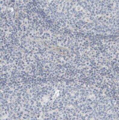 Immunohistochemistry-Paraffin: KIF1C Antibody [NBP1-85978]