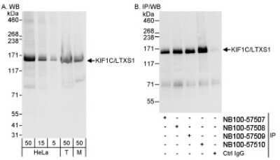 Immunoprecipitation: KIF1C Antibody [NB100-57510]