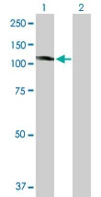 Western Blot: KIF20A Antibody [H00010112-B01P]