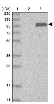 Western Blot: KIF20A Antibody [NBP1-87175]