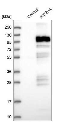 Western Blot: KIF20A Antibody [NBP1-87176]