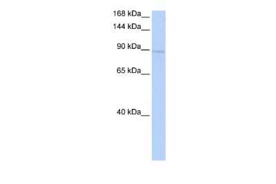 Western Blot: KIF20A Antibody [NBP2-87689]