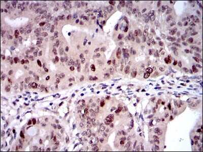 Immunohistochemistry-Paraffin: KIF22 Antibody (1E3) - BSA Free [NBP2-37550]