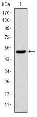 Western Blot: KIF22 Antibody (1E3)BSA Free [NBP2-37550]