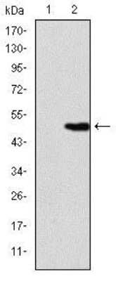 Western Blot: KIF22 Antibody (1E3)BSA Free [NBP2-37550]