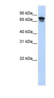 Western Blot: KIF22 Antibody [NBP1-58125]