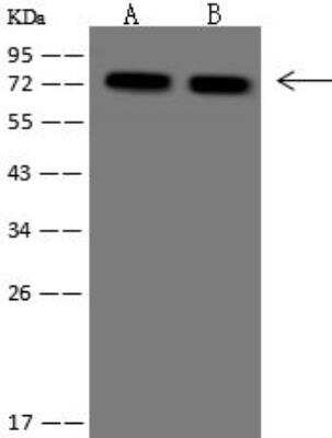 Western Blot: KIF22 Antibody [NBP3-12640]