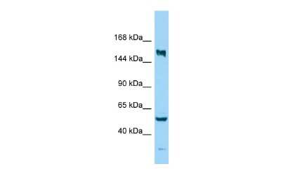 Western Blot: KIF24 Antibody [NBP3-09543]