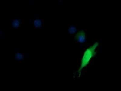 Immunofluorescence: KIF25 Antibody (OTI2F4) [NBP2-45768]