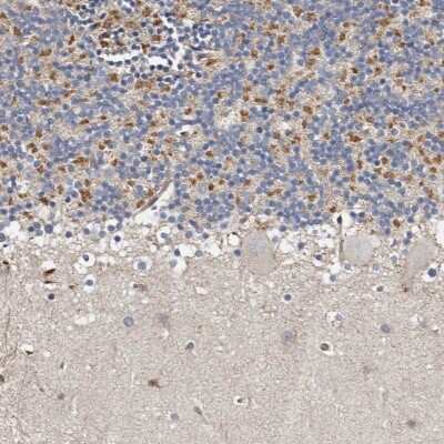 Immunohistochemistry-Paraffin: KIF26B Antibody [NBP1-90446]