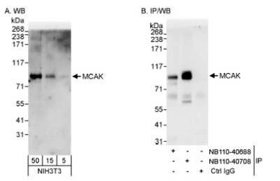 Western Blot: KIF2C Antibody [NB110-40688]