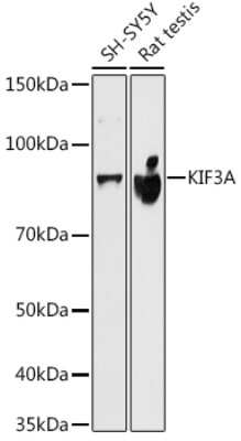 Western Blot: KIF3A Antibody (1C8K4) [NBP3-16657]