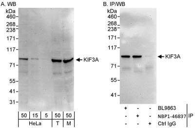 Immunoprecipitation: KIF3A Antibody [NBP1-46837]