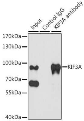 Immunoprecipitation: KIF3A Antibody - BSA Free [NBP3-05030]