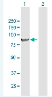 Western Blot: KIF3A Antibody [H00011127-B01P-50ug]