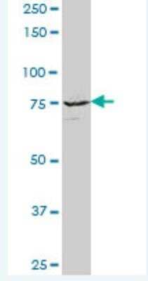 Western Blot: KIF3A Antibody [H00011127-B01P-50ug]