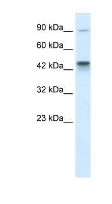 Western Blot: KIF3A Antibody [NBP1-58179]