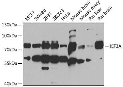 Western Blot: KIF3A AntibodyBSA Free [NBP3-05030]