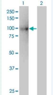 Western Blot: KIF3B Antibody (8H4) [H00009371-M01-100ug]
