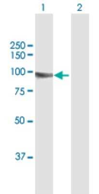 Western Blot: KIF3B Antibody [H00009371-B01P]