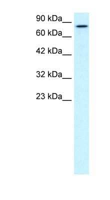 Western Blot: KIF3B Antibody [NBP1-58138]