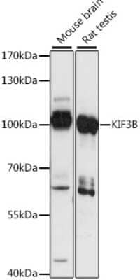 Western Blot: KIF3B AntibodyAzide and BSA Free [NBP3-05143]