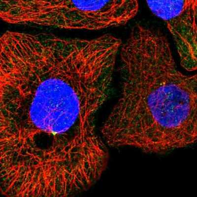 Immunocytochemistry/ Immunofluorescence: KIF6 Antibody [NBP2-57091]