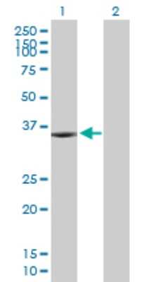 Western Blot: KIF6 Antibody [H00221458-B01P]