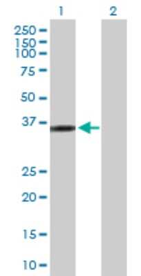 Western Blot: KIF6 Antibody [H00221458-D01P]