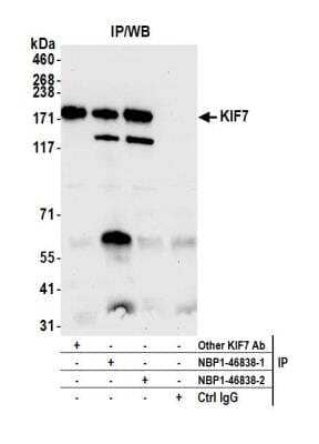 Immunoprecipitation: KIF7 Antibody [NBP1-46838]