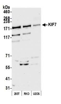 Western Blot: KIF7 Antibody [NBP1-46838]