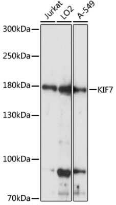 Western Blot: KIF7 AntibodyAzide and BSA Free [NBP3-04385]