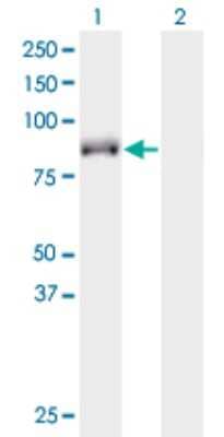 Western Blot: KIF9 Antibody (4E9) [H00064147-M07]