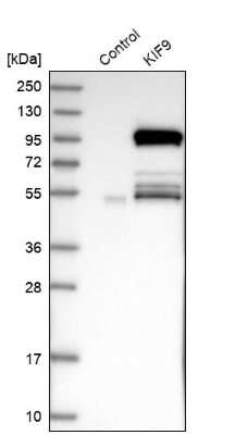 Western Blot: KIF9 Antibody [NBP1-82772]