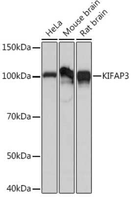 Western Blot: KIFAP3 Antibody (1S7J7) [NBP3-16592]