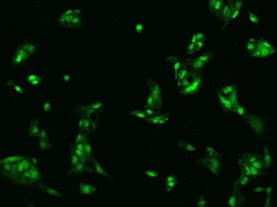 Immunocytochemistry/ Immunofluorescence: KIFAP3 Antibody [NBP2-97496]