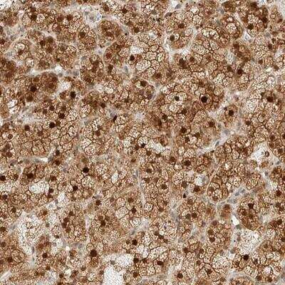 Immunohistochemistry-Paraffin: KIFAP3 Antibody [NBP1-81569]