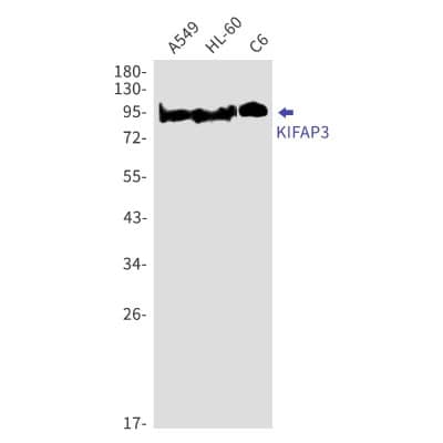 Western Blot: KIFAP3 Antibody (S03-6C6) [NBP3-19882]