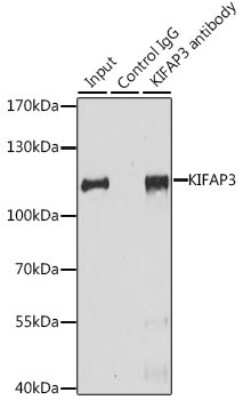 Western Blot: KIFAP3 AntibodyBSA Free [NBP3-04508]