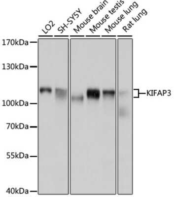 Western Blot: KIFAP3 AntibodyBSA Free [NBP3-04508]