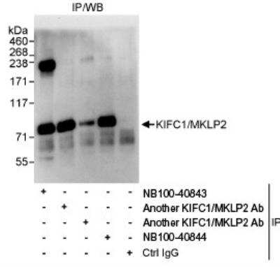 Immunoprecipitation: KIFC1 Antibody [NB100-40844]