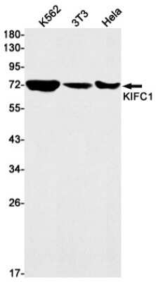 Western Blot: KIFC1 Antibody (S03-3E4) [NBP3-15052]