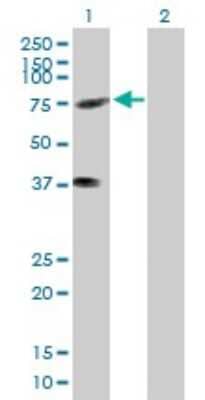 Western Blot: KIFC3 Antibody [H00003801-B01P]