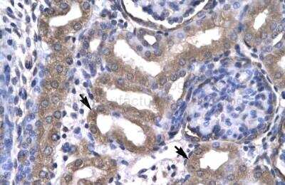 Immunohistochemistry: KIN Antibody [NBP2-33374]