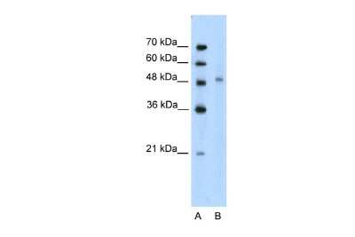 Western Blot: KIN Antibody [NBP2-85156]