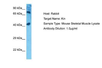 Western Blot: KIN Antibody [NBP2-85157]