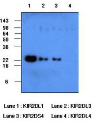 Western Blot: KIR2DL1/CD158a Antibody (2F9)BSA Free [NBP1-04315]