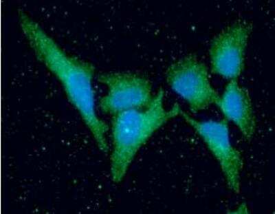 Immunocytochemistry/ Immunofluorescence: KIR2DL3/CD158b2 Antibody (190IIC311) - BSA Free [NBP1-04316]